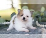 Puppy Ava Pomeranian