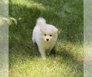 American Eskimo Dog Puppy for sale in STATESVILLE, NC, USA