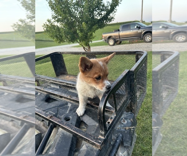 Medium Photo #31 Pembroke Welsh Corgi Puppy For Sale in DRAKESVILLE, IA, USA