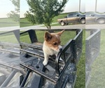 Small #14 Pembroke Welsh Corgi
