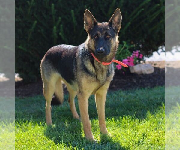 Medium Photo #1 German Shepherd Dog Puppy For Sale in PARADISE, PA, USA