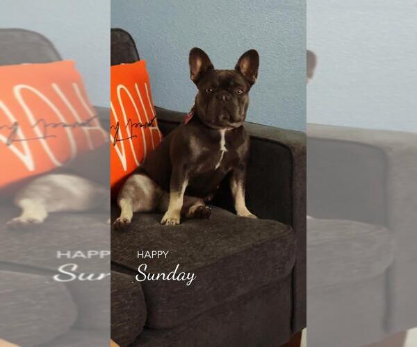 Medium Photo #1 French Bulldog Puppy For Sale in RIALTO, CA, USA