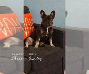 Mother of the French Bulldog puppies born on 02/02/2026