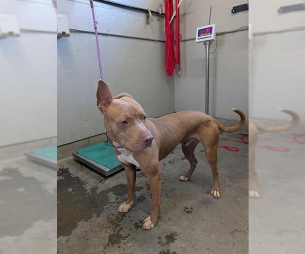 Medium Photo #1 American Pit Bull Terrier Puppy For Sale in Camarillo, CA, USA