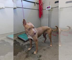 American Pit Bull Terrier Dogs for adoption in Camarillo, CA, USA