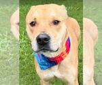 Small #1 American Staffordshire Terrier Mix