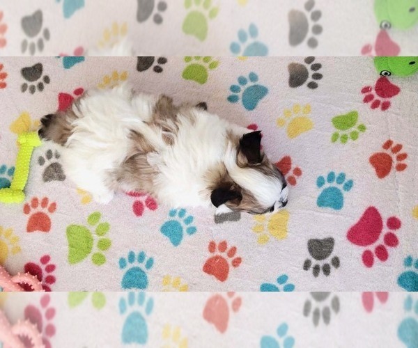 Medium Photo #11 Papitese Puppy For Sale in ORO VALLEY, AZ, USA