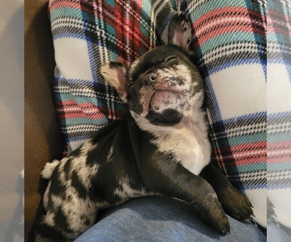 Medium Photo #7 French Bulldog Puppy For Sale in WENTZVILLE, MO, USA