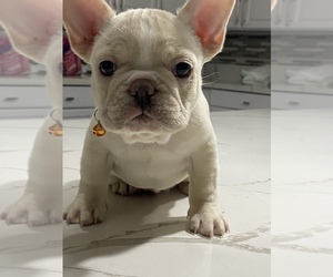 French Bulldog Puppy for sale in EASTVALE, CA, USA