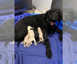 Mother of the Goldendoodle puppies born on 04/23/2023