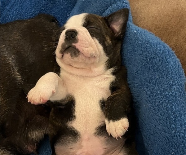 Medium Photo #12 Boston Terrier Puppy For Sale in BURLESON, TX, USA