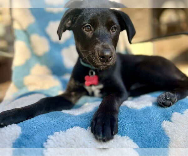 Medium Photo #3 Labrador Retriever-Unknown Mix Puppy For Sale in Boston, MA, USA