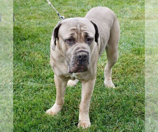 Medium Photo #1 Cane Corso Puppy For Sale in LANCASTER, PA, USA