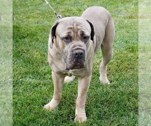 Father of the Cane Corso puppies born on 06/08/2025