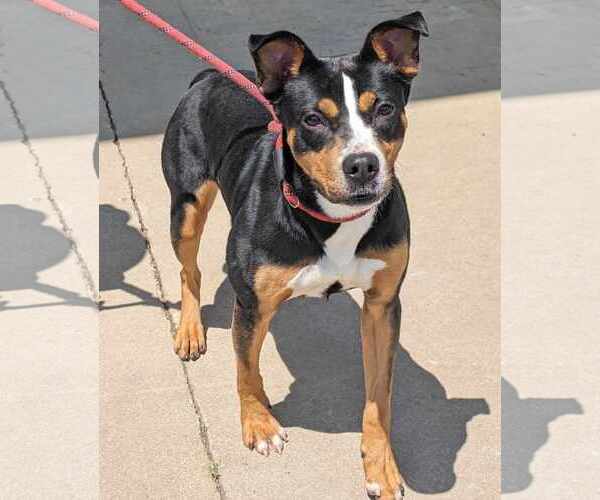 Medium Photo #4 Mutt Puppy For Sale in Anniston, AL, USA
