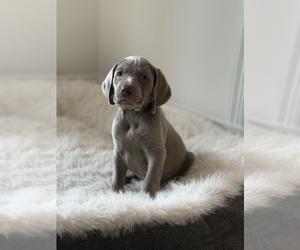Weimaraner Puppy for sale in SMITHTOWN, NY, USA