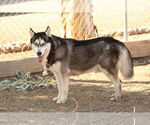 Small Huskies  Mix