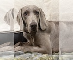 Small Photo #6 Weimaraner Puppy For Sale in ELKTON, KY, USA