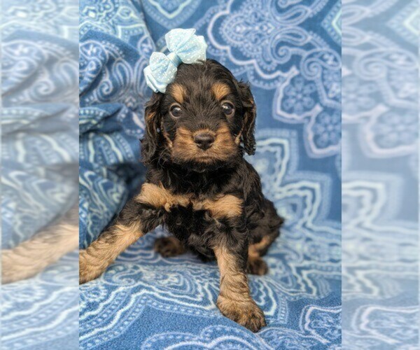 Medium Photo #1 Cock-A-Poo Puppy For Sale in TEMPE, AZ, USA