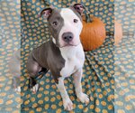 Small Photo #4 American Pit Bull Terrier Puppy For Sale in FAIRLAWN, OH, USA