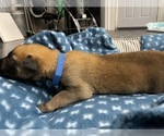 Small Photo #286 Belgian Malinois Puppy For Sale in REESEVILLE, WI, USA