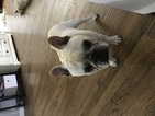 Small Photo #1 French Bulldog Puppy For Sale in ALLEN, TX, USA