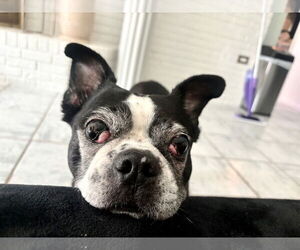 Raleigh (Forever Foster) - Male Boston Terrier Dog for Adoption - Photo #2