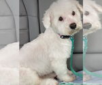 Small #1 Bichon Frise