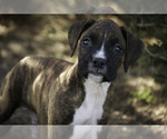 Small #2 Boxer