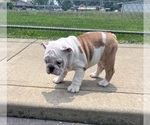 Small #3 Bulldog