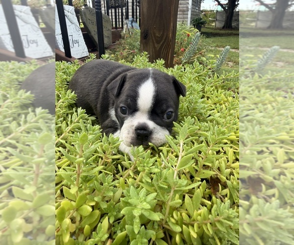 Medium Photo #5 Boston Terrier Puppy For Sale in FREDONIA, KS, USA