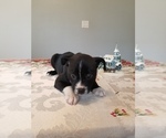 Small Photo #4 Boston Terrier Puppy For Sale in PALM BAY, FL, USA