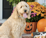 Small Photo #1 Goldendoodle Puppy For Sale in GOLDSBORO, NC, USA