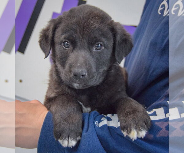 Medium Photo #3 Golden Retriever-Unknown Mix Puppy For Sale in Huntley, IL, USA