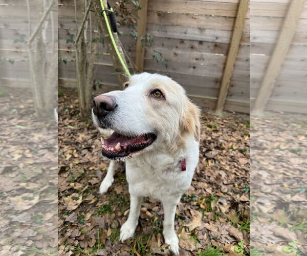 Medium Photo #10 Great Pyrenees Puppy For Sale in Spring, TX, USA