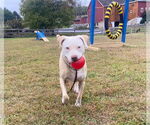 Small #5 Mutt