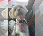 Small #1 Maltese