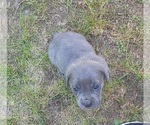 Small #3 Cane Corso