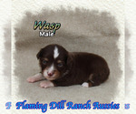 Image preview for Ad Listing. Nickname: Wasp