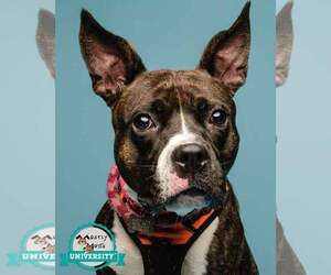 Rockette - Female Bull-Boxer Dog for Adoption - Photo #8