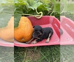 Small Photo #19 Aussiedoodle Puppy For Sale in RUSSELL, IA, USA