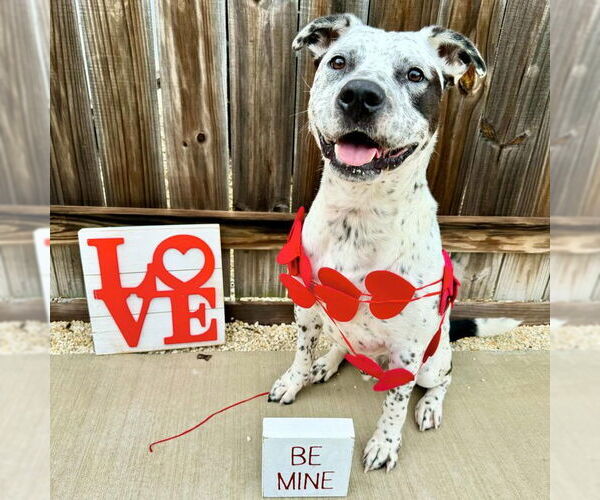 Medium Photo #4 American Staffordshire Terrier-Unknown Mix Puppy For Sale in Key Largo, FL, USA