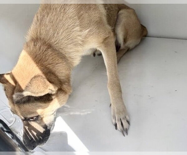 Medium Photo #1 German Shepherd Dog Puppy For Sale in Houston, TX, USA