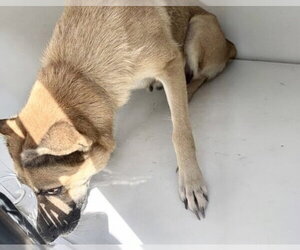 German Shepherd Dog Dogs for adoption in Houston, TX, USA