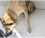 A662786 - Female German Shepherd Dog Dog for Adoption - Small photo