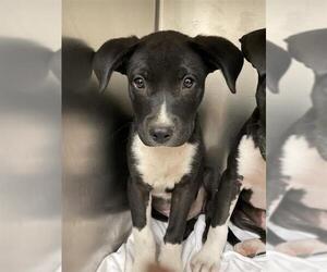 Labrador Retriever-Unknown Mix Dogs for adoption in Waco, TX, USA