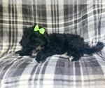 Small #8 ShihPoo