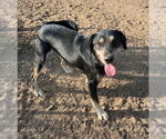 Small Labrador Retriever Mix
