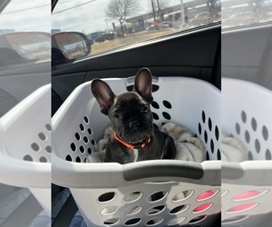 French Bulldog Puppy for Sale in TULSA, Oklahoma USA