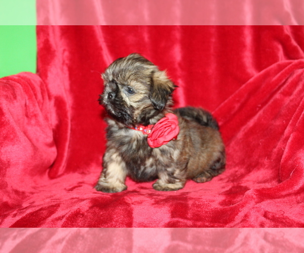 Medium Photo #9 Shih Tzu Puppy For Sale in LIVE OAK, FL, USA
